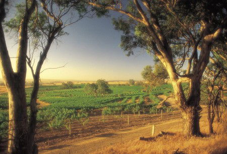 BIG 4 Barossa Tourist Park - Accommodation 4U 5