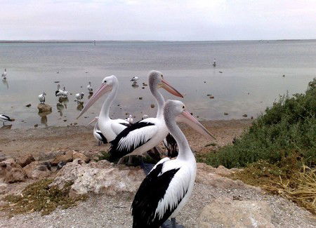 Venus Bay Caravan Park - Accommodation 4U 1