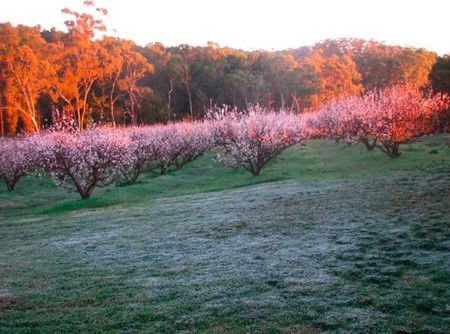 Taralee Orchards - Accommodation 4U 3