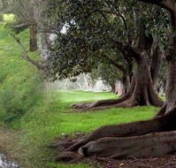 Rivergum Cottage - Accommodation 4U