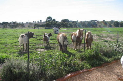 Redwing Shearer's Quarters - Accommodation 4U 1