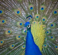 Willunga Peacock Farm Bed and Breakfast - Accommodation 4U