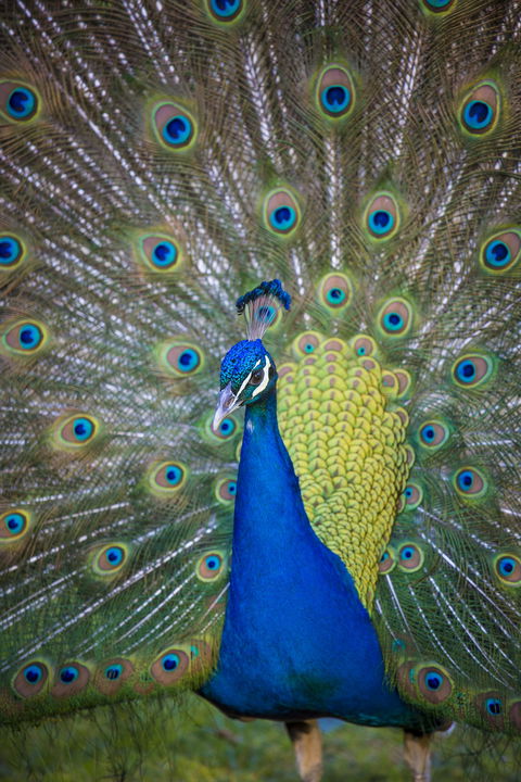 Willunga Peacock Farm Bed And Breakfast - Accommodation 4U 0