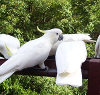 Lorikeet Lane BB - Accommodation 4U