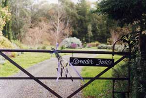 Adelaide Hills Country Cottages - Lavender Fields - Accommodation 4U 3