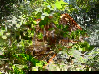 Rivers Edge Rainforest Retreat - Accommodation 4U 0