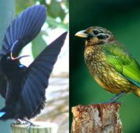 Chambers Wildlife Rainforest Lodges - Accommodation 4U