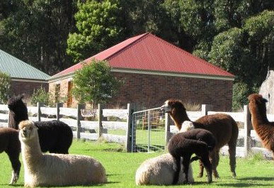 Tin Dragon Trail Cottages - Accommodation 4U 2