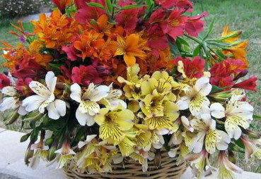 Huon Valley Bed And Breakfast - Accommodation 4U 3