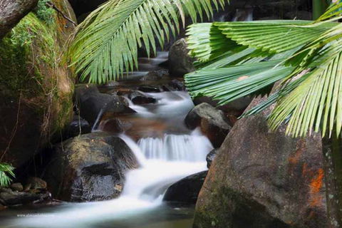 Daintree Secrets (Award Winning Retreat) - Accommodation 4U 1