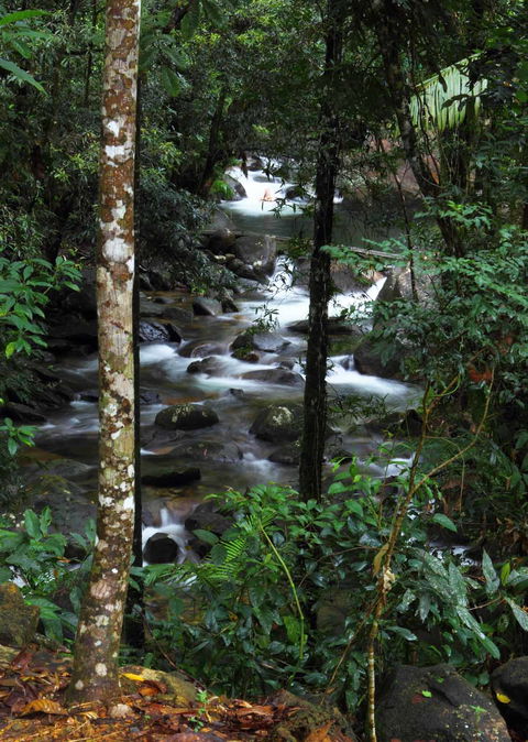 Daintree Secrets (Award Winning Retreat) - Accommodation 4U 2
