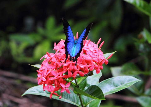 Daintree Secrets (Award Winning Retreat) - Accommodation 4U 5
