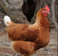 Avonmore Estate Biodynamic Winery - Accommodation 4U