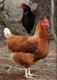 Avonmore Estate Biodynamic Winery - Accommodation 4U 0