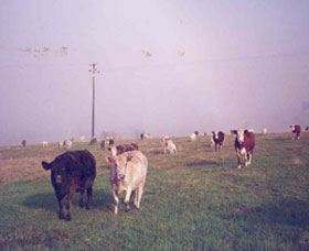 Seelands NSW Accommodation 4U