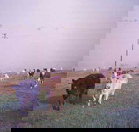 Seeview Farmstay - Accommodation 4U