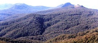 Callicoma Hill Eco-Cabins - Accommodation 4U 0