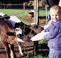 Pemberton Farm Chalets - Accommodation 4U