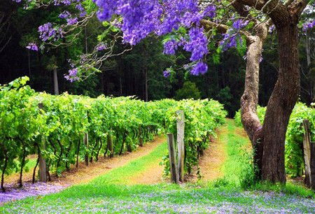 Bago Vineyards - Accommodation 4U 0