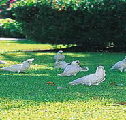 Aurora Kakadu - Accommodation 4U