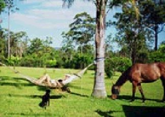 Neds Bed Horse O Tel - Accommodation 4U 0
