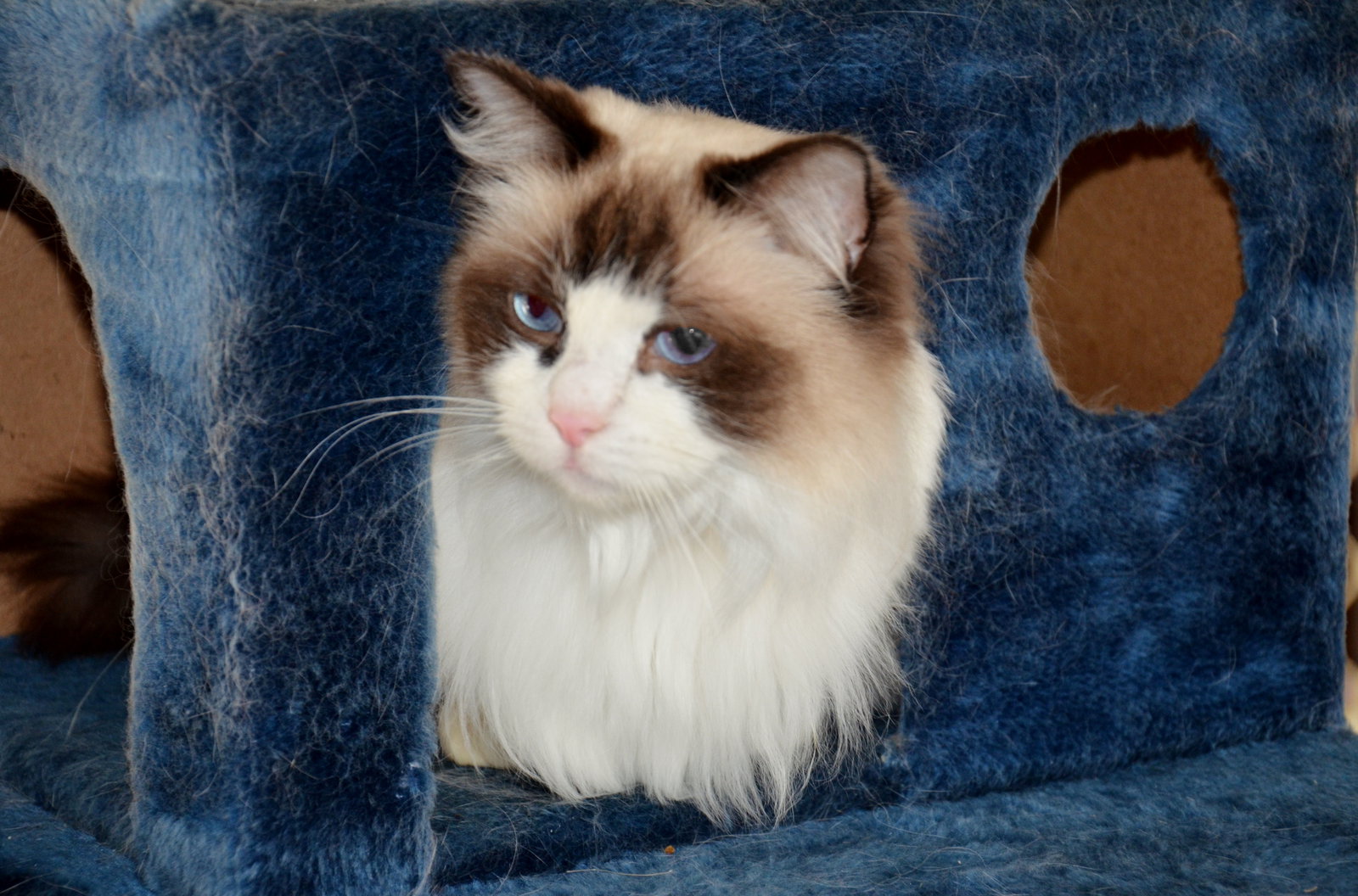 Canning Vale WA Accommodation 4U