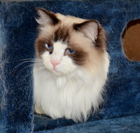 Crufts K9 Lodge amp Cat Hotel - Accommodation 4U