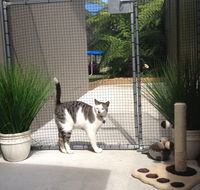 Caringbah Cat Hotel - Accommodation 4U