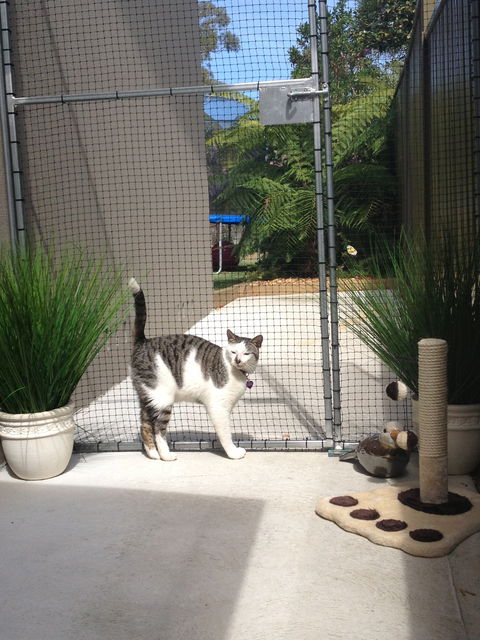 Caringbah Cat Hotel - Accommodation 4U 0