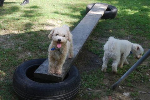 Beenleigh Pet Motel - Accommodation 4U 0