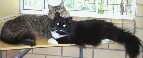 Beenleigh Pet Motel - Accommodation 4U 2
