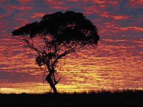 Kimba Caravan Park & Motel - Accommodation 4U 0
