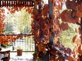 The Vines Motel & Cottages - Accommodation 4U 0