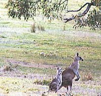 Kangaroo Ridge Retreat - Accommodation 4U
