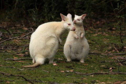 Captain Cook Holiday Park - Accommodation 4U 0