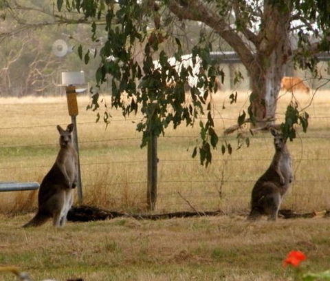 Blue Wren Haven - Accommodation 4U 5