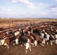 Bond Springs Outback Retreat - Accommodation 4U