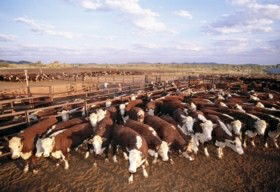 Bond Springs Outback Retreat - Accommodation 4U 0