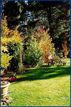 Peartree Cottage Leura - Accommodation 4U 0