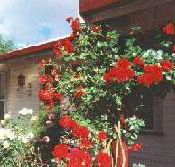 Rose Cottage Bed And Breakfast - Accommodation 4U