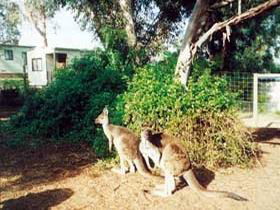 Avoca Dell Caravan Park - Accommodation 4U 0