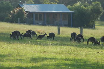 Worrowing At Jervis Bay - Accommodation 4U 62