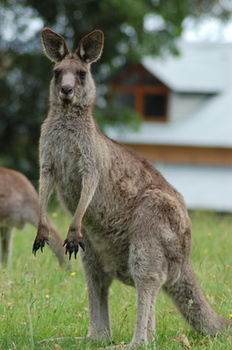 Worrowing At Jervis Bay - Accommodation 4U 78