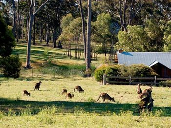 Worrowing At Jervis Bay - Accommodation 4U 101