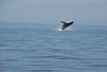 Worrowing At Jervis Bay - Accommodation 4U 102