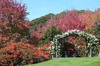 Terrigal Hinterland Bed And Breakfast - Accommodation 4U 11