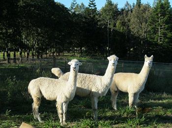 Blackwattle Farm B&B And Farm Stay - Accommodation 4U 0