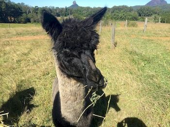 Blackwattle Farm B&B And Farm Stay - Accommodation 4U 4