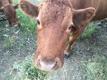 Blackwattle Farm B&B And Farm Stay - Accommodation 4U 5
