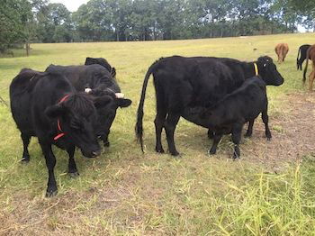 Blackwattle Farm B&B And Farm Stay - Accommodation 4U 8